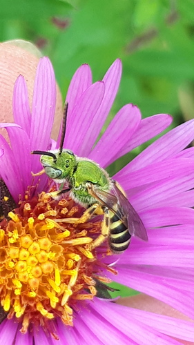 Bicolored Striped Sweat Bee