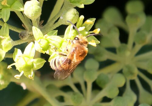 Ivy Cellophane Bee