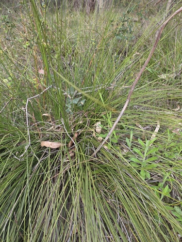 Xanthorrhoea minor, photograph 4