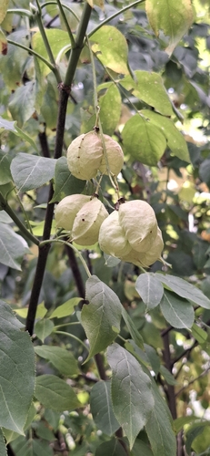European bladdernut