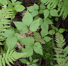 Rubus pubescens, photograph (c) Steven Lamonde, some rights reserved (CC BY)
