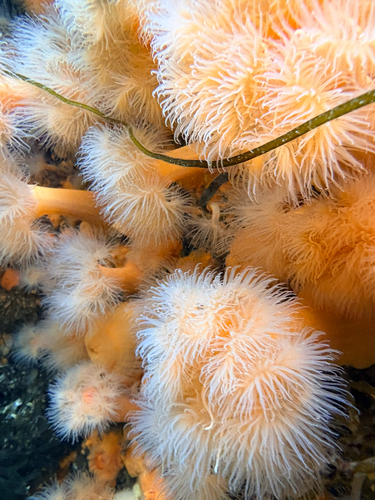 Plumose Anemone