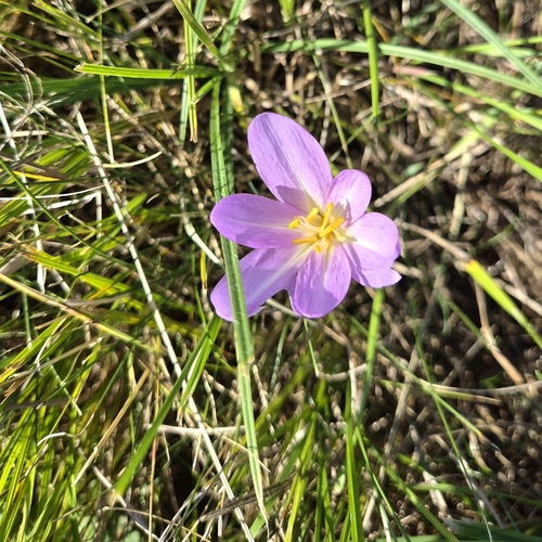 Autumn Crocus