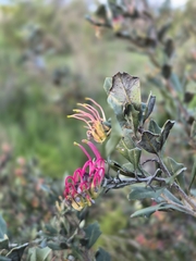Grevillea ilicifolia, photograph author not stated, no rights reserved