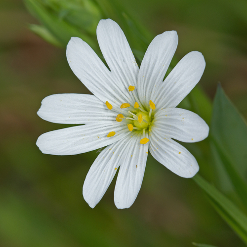 greater stitchwort