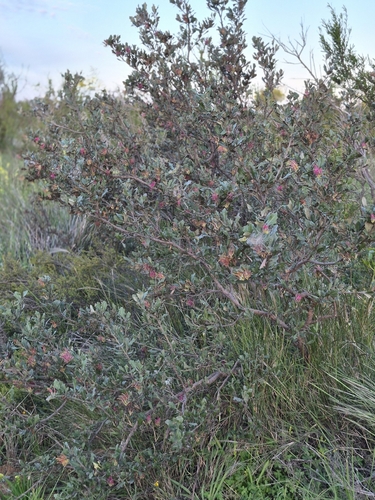 Grevillea ilicifolia, photograph 4
