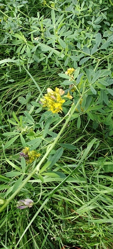 sickle alfalfa