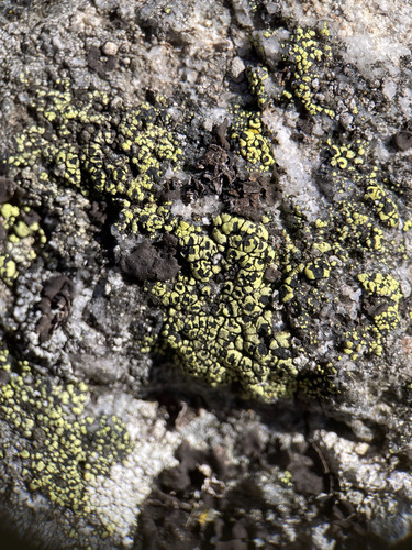 Rhizocarpon lecanorinum observed 2026-09-08