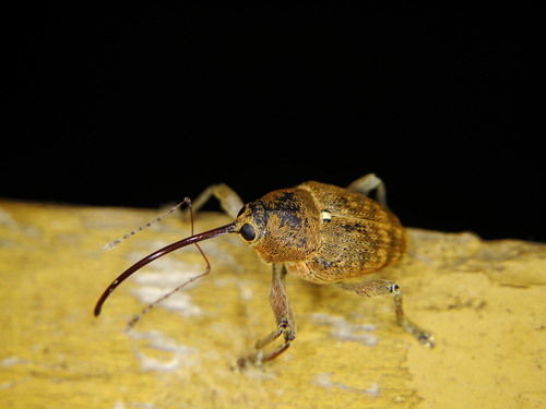 acorn weevil
