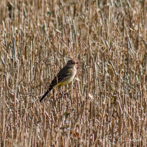 iNaturalist image