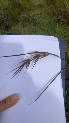 Kangaroo Grass