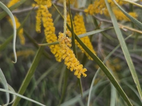Jam wattle (Acacia acuminata)