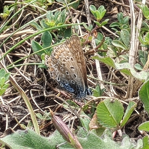 Common Blue