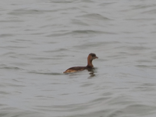 iNaturalist: (c) calax, some rights reserved (CC BY-NC) iNaturalist image