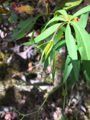 Lysimachia quadrifolia