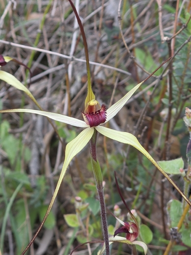 Caladenia oenochila, photograph 5