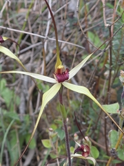 Caladenia oenochila, photograph (c) Ian Rainbow, some rights reserved (CC BY)