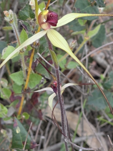 Caladenia oenochila, photograph 6