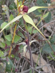 Caladenia oenochila, photograph (c) Ian Rainbow, some rights reserved (CC BY)