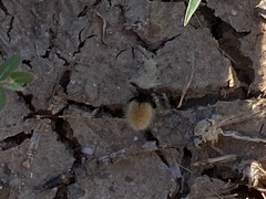 Dasymutilla eminentia