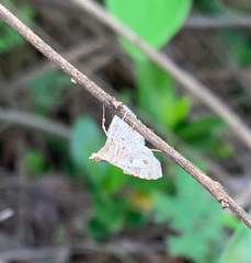 Sameodes cancellalis