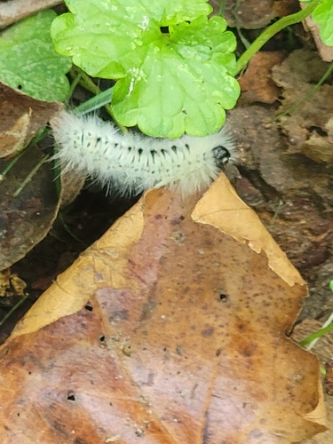 Hickory Tussock Moth