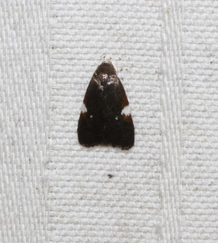 Melanella observed 2026-09-09