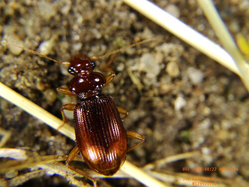 Leistus ferrugineus