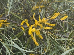 (c) Chantel McWilliam, some rights reserved (CC BY) Acacia acuminata, photograph (c) Chantel McWilliam, some rights reserved (CC BY)