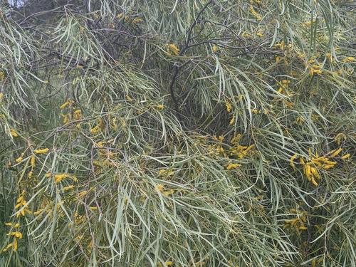 Acacia acuminata, photograph 2