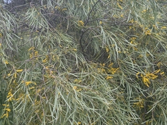 (c) Chantel McWilliam, some rights reserved (CC BY) Acacia acuminata, photograph (c) Chantel McWilliam, some rights reserved (CC BY)