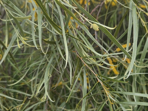 Acacia acuminata, photograph 3