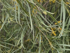 (c) Chantel McWilliam, some rights reserved (CC BY) Acacia acuminata, photograph (c) Chantel McWilliam, some rights reserved (CC BY)