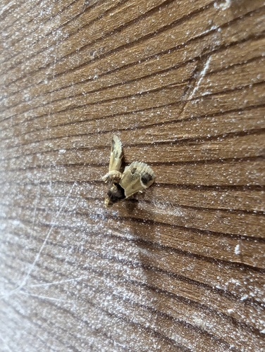 Meal moth