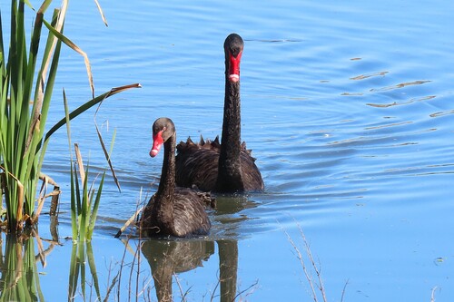 iNaturalist image