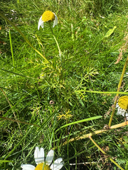 Tripleurospermum maritimum, photograph (c) Rosy Thomson, some rights reserved (CC BY)