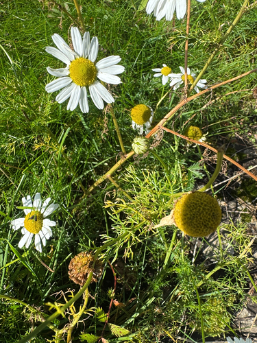 Tripleurospermum maritimum, photograph 3
