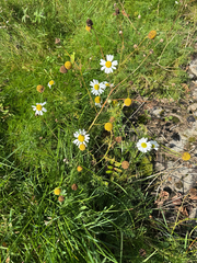 Tripleurospermum maritimum, photograph (c) Rosy Thomson, some rights reserved (CC BY)