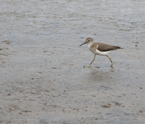 iNaturalist image
