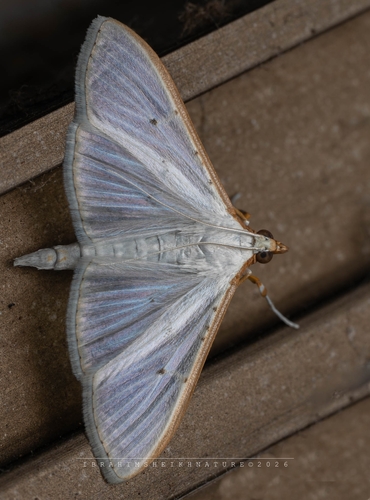 Jasmine Moth