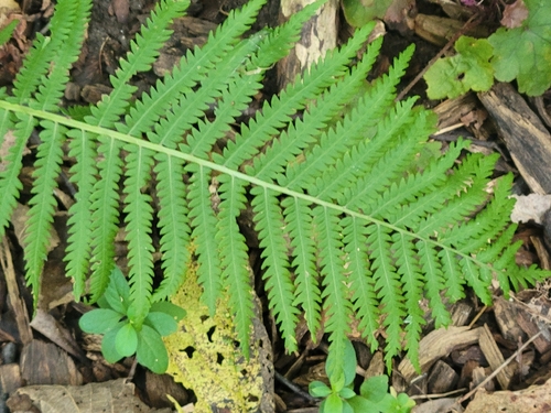 ostrich fern