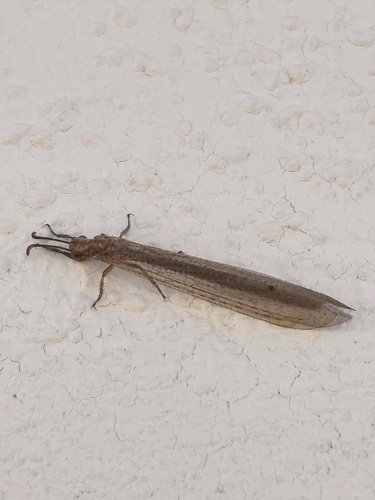Creoleon lugdunensis