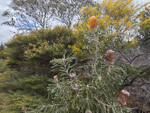 Banksia prionotes