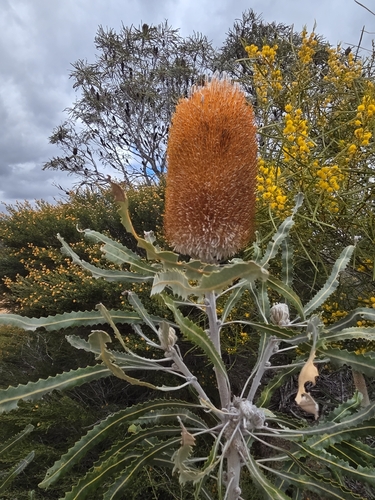 Banksia prionotes, photograph 1