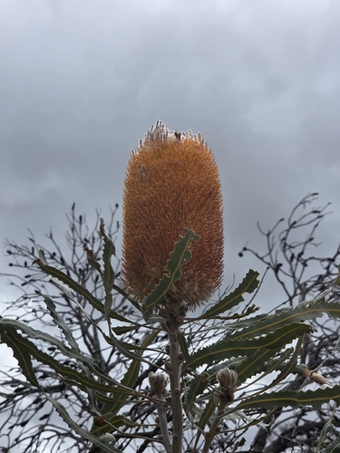 Banksia prionotes, photograph 2