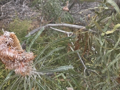 Banksia prionotes, photograph (c) Chantel McWilliam, some rights reserved (CC BY)