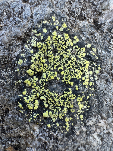Rhizocarpon lecanorinum observed 2026-09-08
