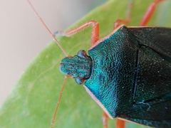 Tynacantha marginata