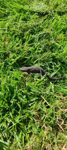 Alpine Newt