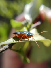 Tynacantha marginata